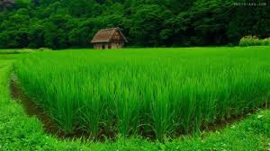 مصوبه محدودیت کشت برنج همچنان پابرجاست/ حمایت از شالیکاران فقط در استان‌های شمالی